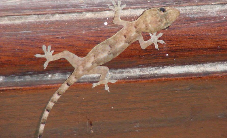 Kampala house gecko loves mosquitoes