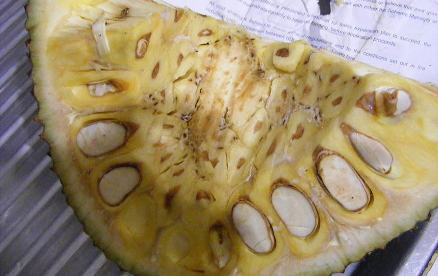 sticky jackfruit sap