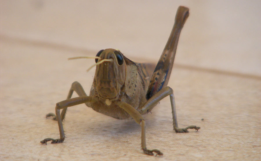 locust close-up one leg missing