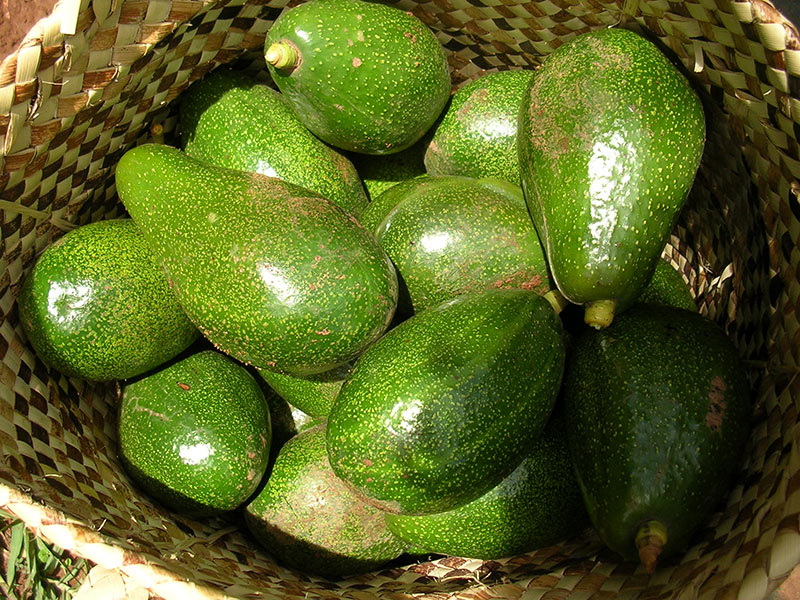 basket of avocados Uganda