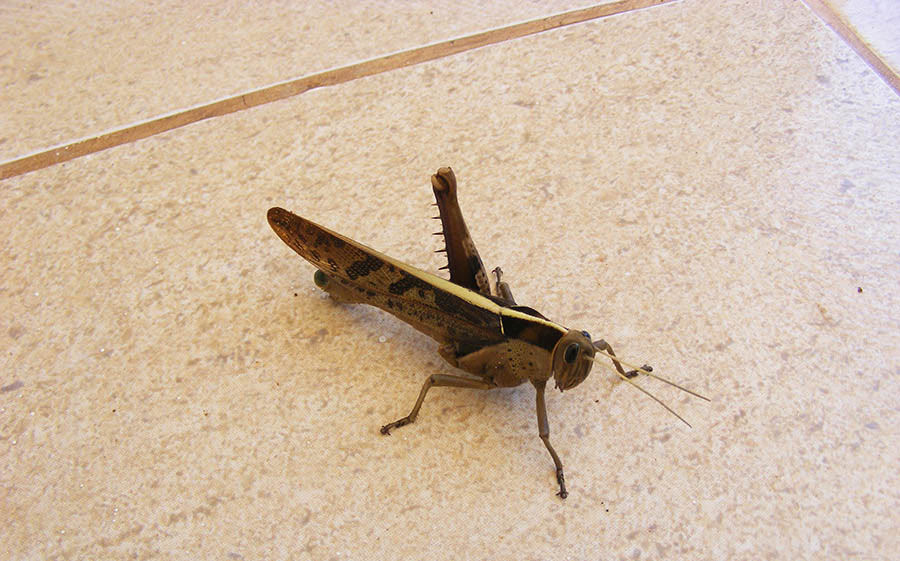 large locust Uganda