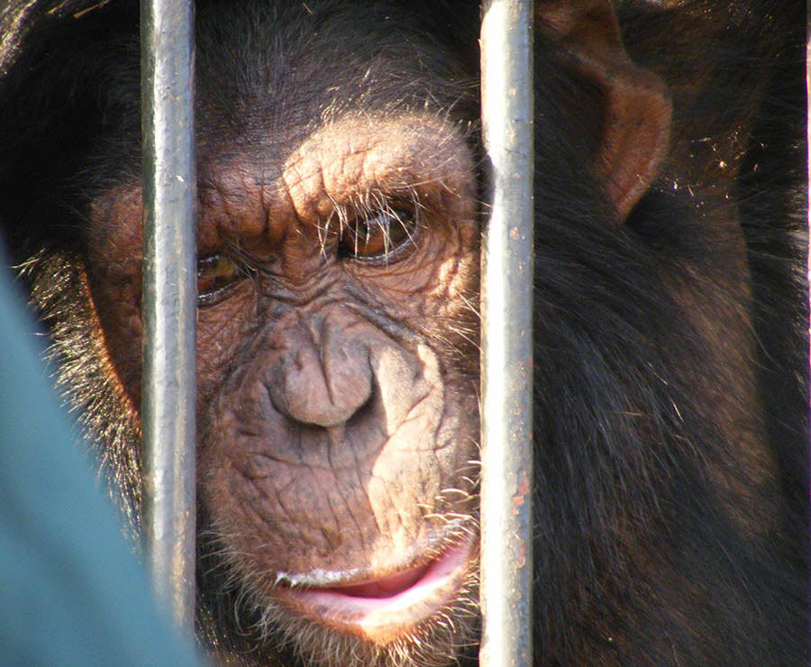 Ngamba Island Lake Victoria chimpanzee face