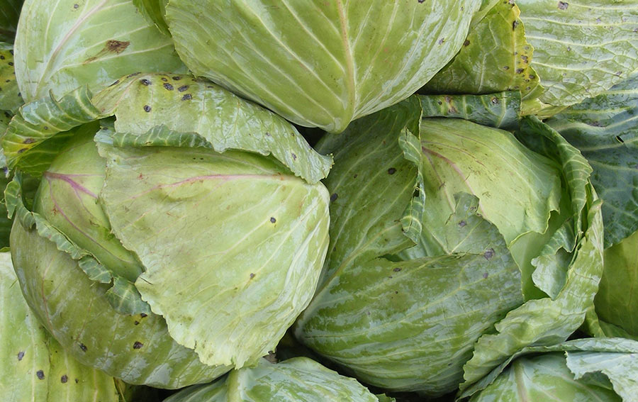 cabbages, Nakawa market Kampala