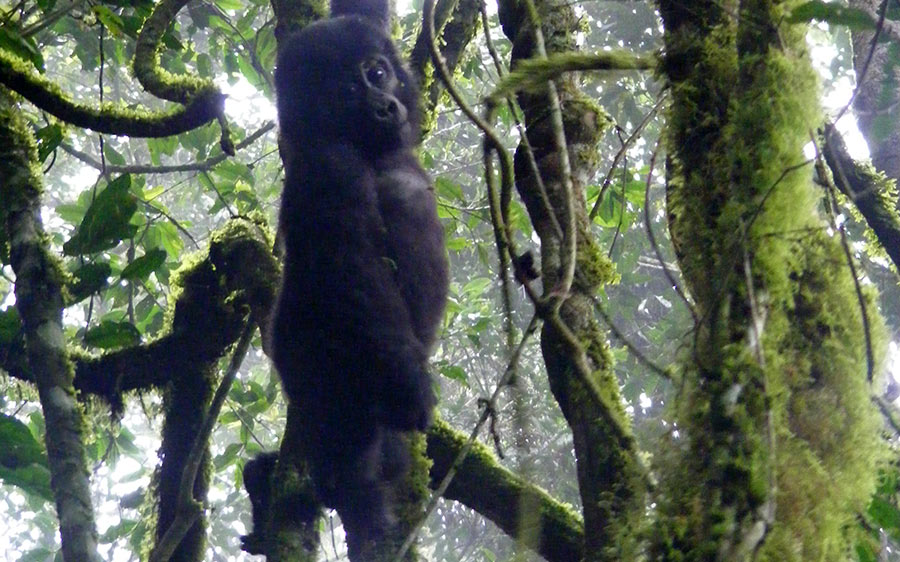 Baby gorilla Bwindi Impenetrable Uganda. Diary of a Muzungu