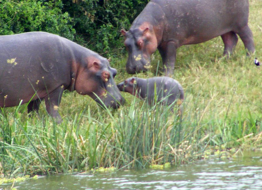 Hippos with baby. Kazinga Channel boat safari