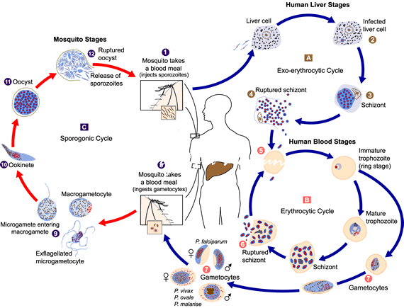 Malaria life cycle