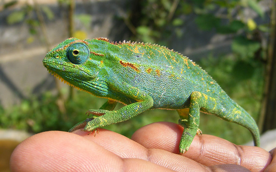 chameleon. Reptiles Village, Entebbe, Uganda