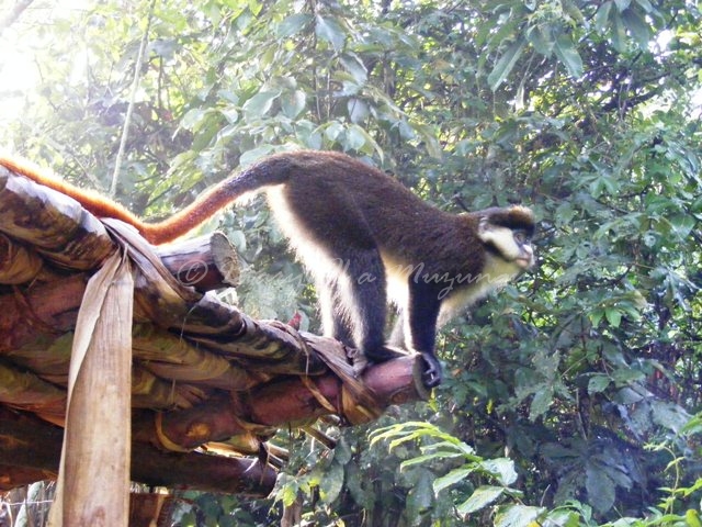 Red tailed monkey, nkima, Bwindi