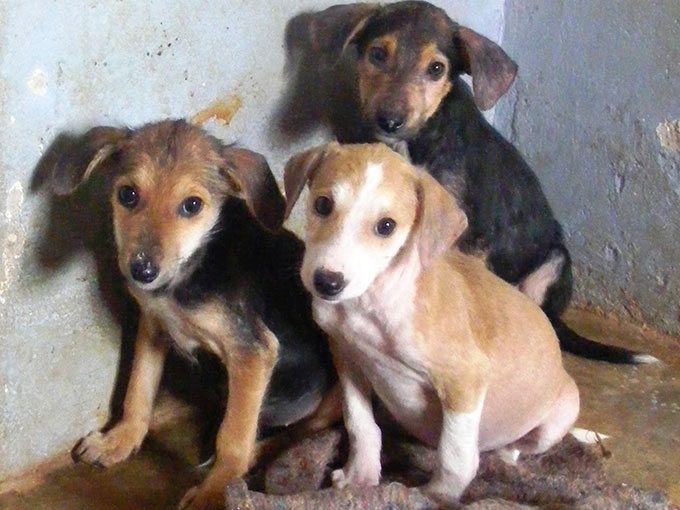 three rescue puppies. Ronald Kyobe dog trainer Kampala