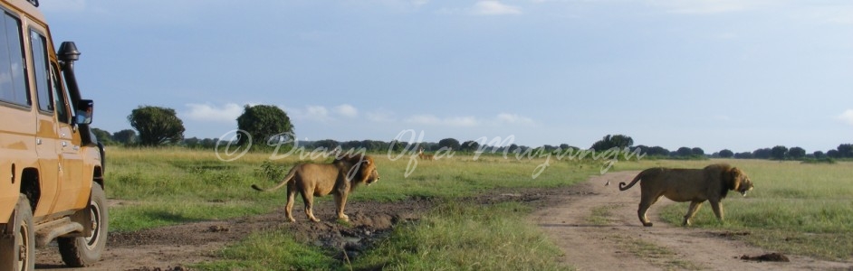 A close encounter with Lions!