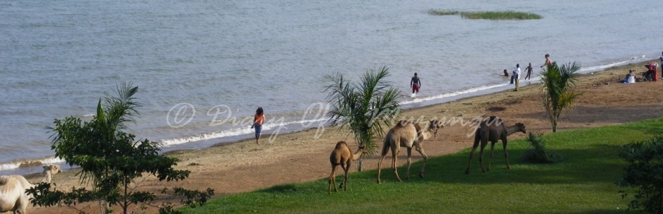 Camels on the shore of Lake Victoria in Entebbe