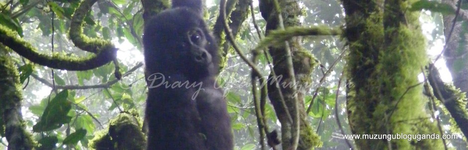 Baby gorilla Bwindi Uganda