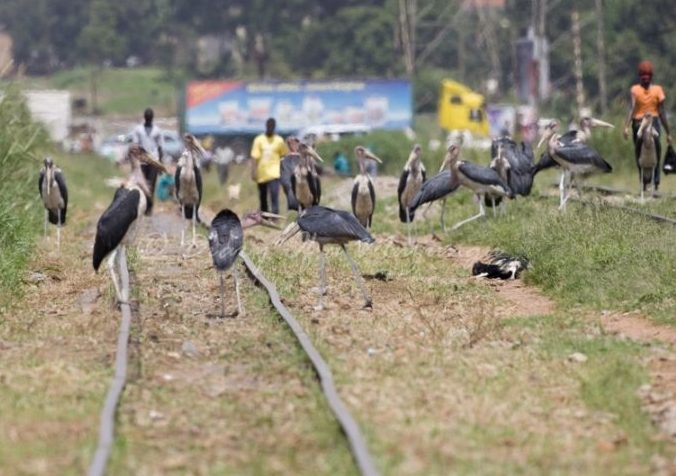 Marabou Storks along the railway line in Kampala