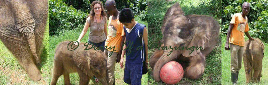 How do you feed an elephant? Uganda travel blog