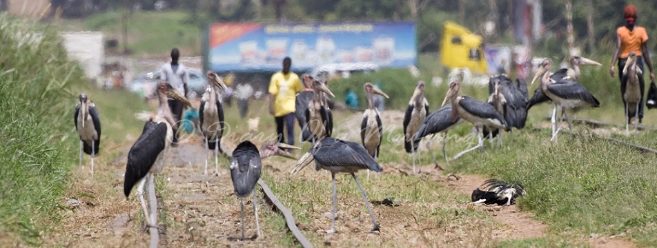 Marabou Storks scavenging along the railway line in Kampala