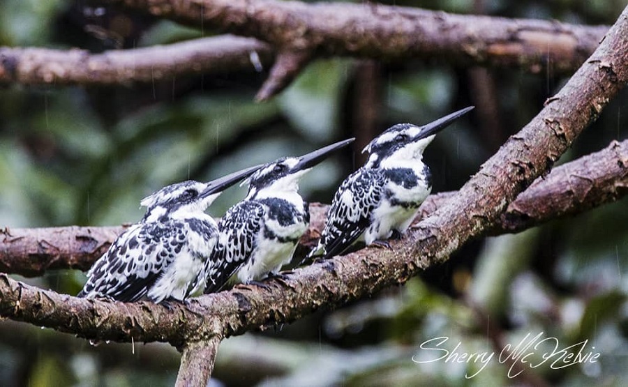 Pied Kingfishers. Uganda birds. Sherry McElvie Wildlife Photography