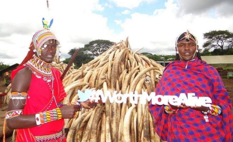 Kenyan Maasais elephant tusks. burning ivory Kenya