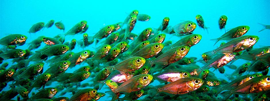 Pempheris or Sweepers. Snorkel Watamu Kenya