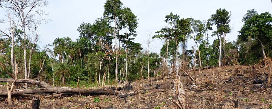 Our forest cleared. Bugoma Forest boundaries 2014