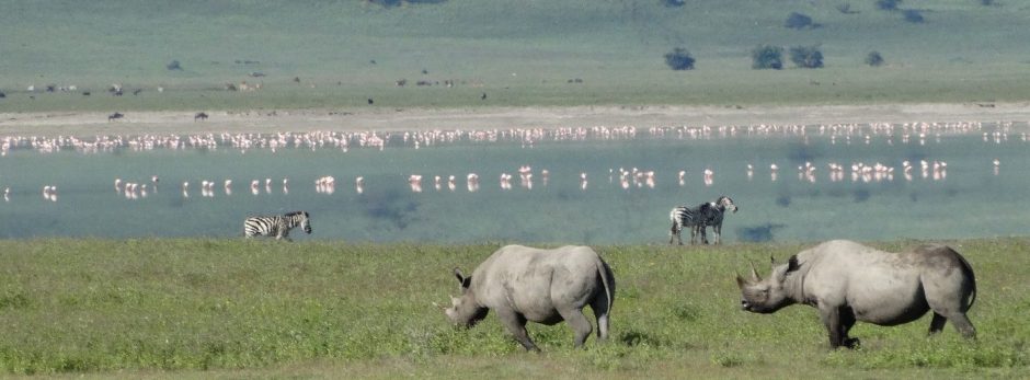 Ngorongoro Crater rhinos. PHOTO www.tanzaniatourism