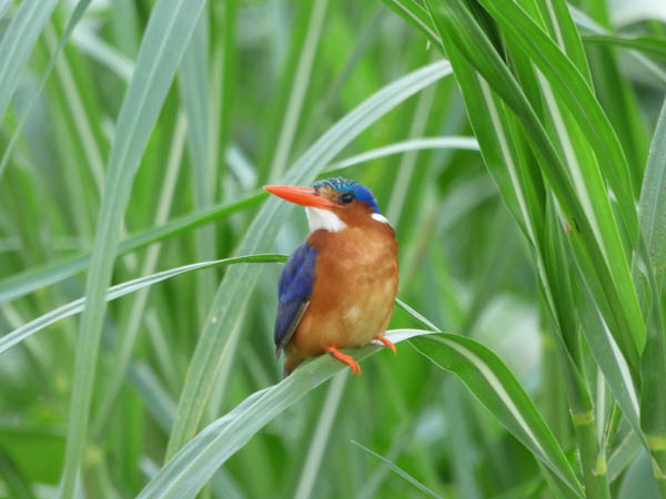 Malachite Kingfisher, Haven Lodge, Jinja, River Nile. Diary of a Muzungu