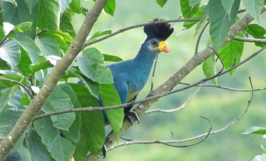 Great Blue Turaco, Sunbird Hill, Kibale, Uganda