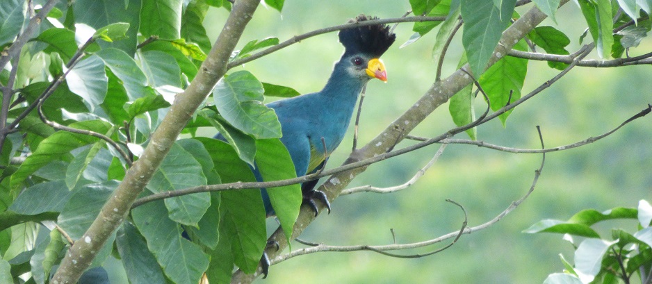 Great Blue Turaco, Sunbird Hill. Kibale Forest edge