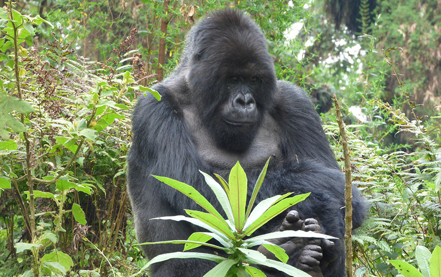 mountain gorilla tracking Titus family Kwita Izina Rwanda