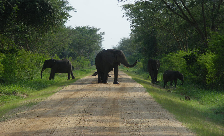elephant Maramagambo Forest Queen Elizabeth National Park. Diary of a Muzungu