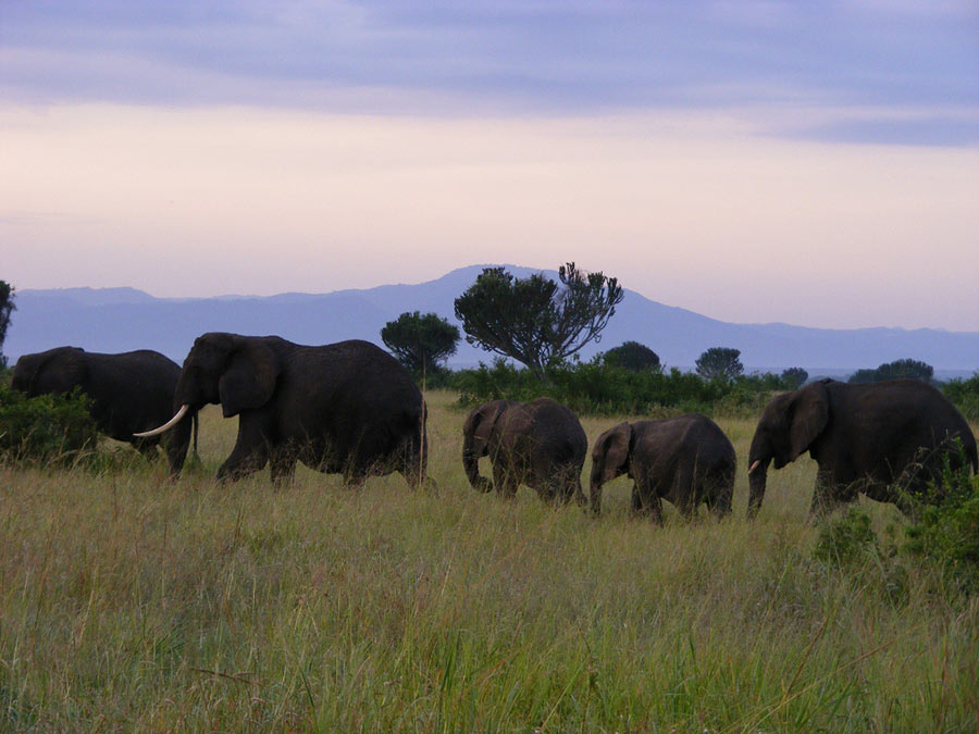 elephants sunset. safari Queen Elizabeth National Park