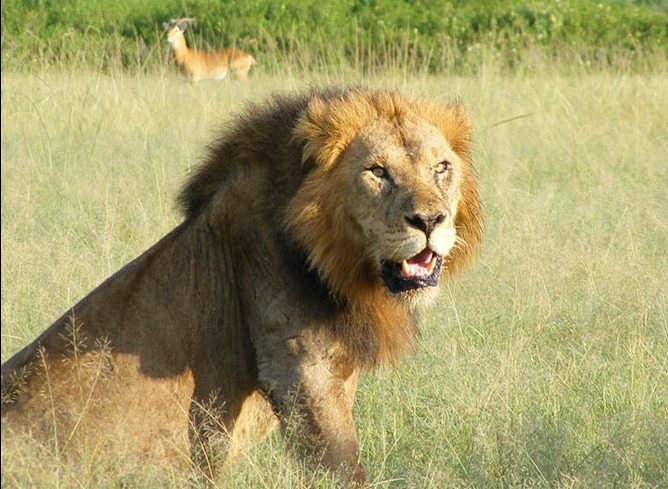 male lion, Uganda Kob. Queen Elizabeth safari. Diary of a Muzungu