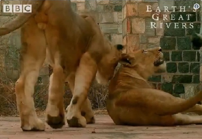 lions Murchison Falls Uganda. BBC Earth