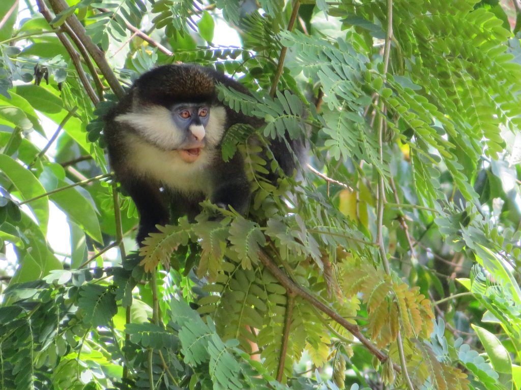Nkima Forest Lodge Mabamba. Red-tailed Monkey