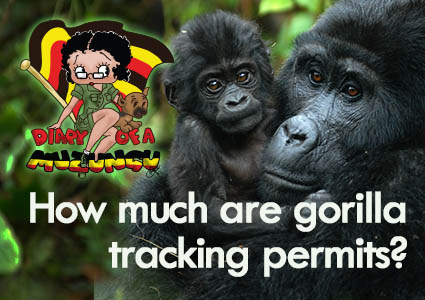 How much are gorilla tracking permits. Diary of a Muzungu