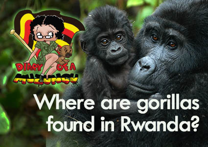 Where are gorillas in Rwanda. Diary of a Muzungu