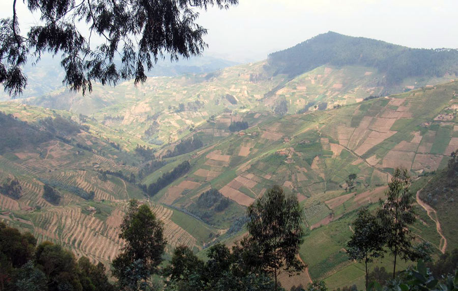 Panoramic view of Gishwati-Mukura Landscape, Rwanda. Photo. ARCOS Network