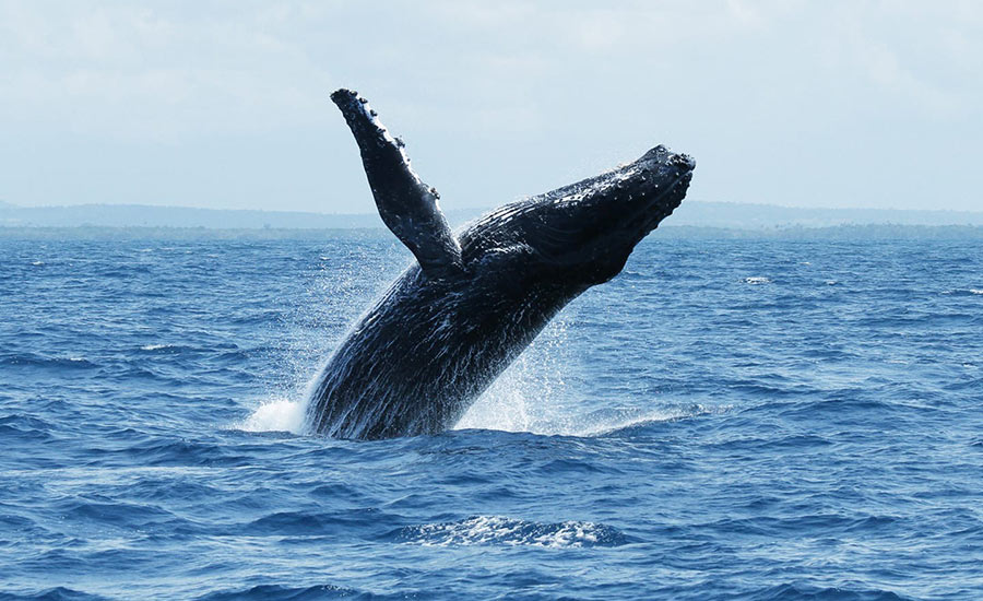 Humpbank whale breaching. Watamu Marine Association Kenya