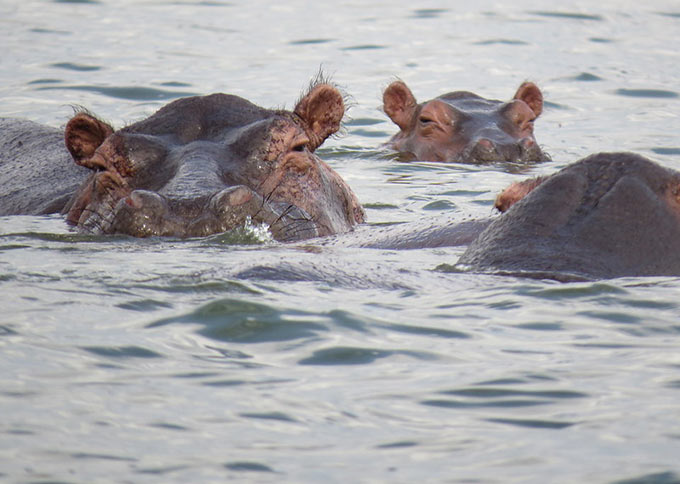Hippopotamus. MuAfrika Adventures Uganda