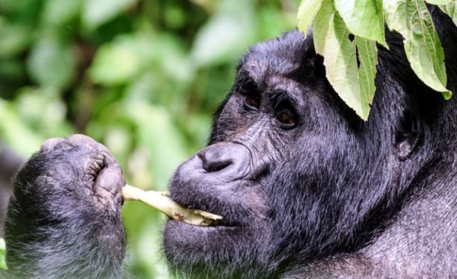 Gorilla Walking safaris - Chimpanzee