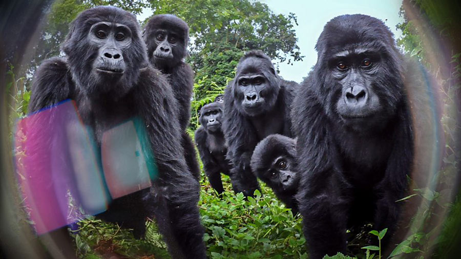 Spy in the Wild BBC series. Mountain gorillas Uganda