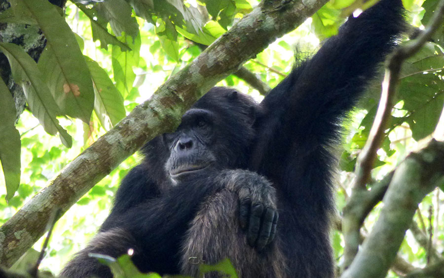 chimpanzee Kibale Forest Uganda. Charlotte Beauvoisin Diary of a Muzungu