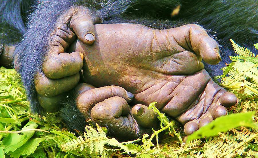 Abacus African Vacations Uganda mountain gorilla foot