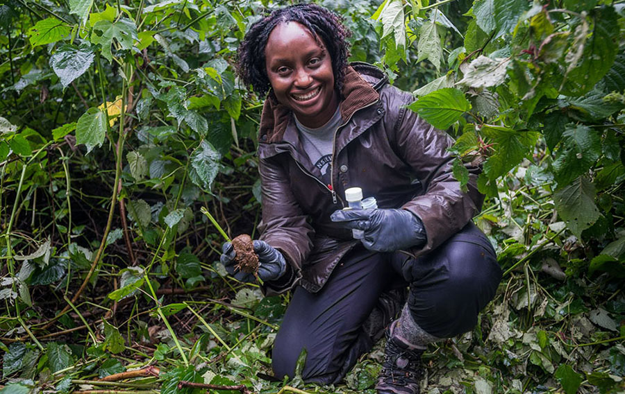Dr Gladys Kalema Zikusoka collecting gorilla fecal samples Uganda