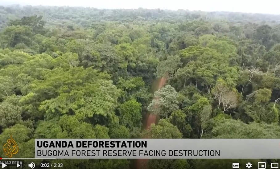 Save Bugoma Forest, Uganda. Al Jazeera. Malcolm Webb