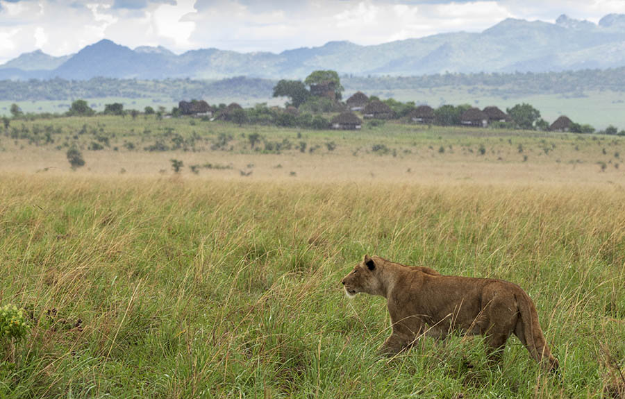 lion, Kidepo. Apoka Lodge. Uganda Safari Company