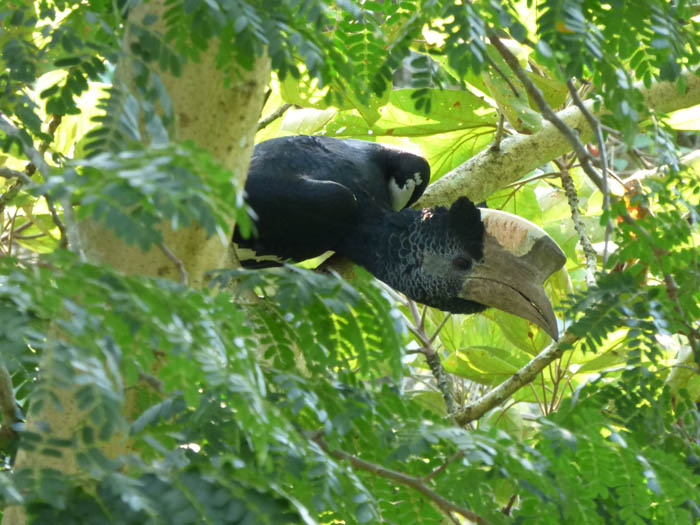 Black and white casqued Hornbill. Kibale Forest Uganda. Charlotte Beauvoisin