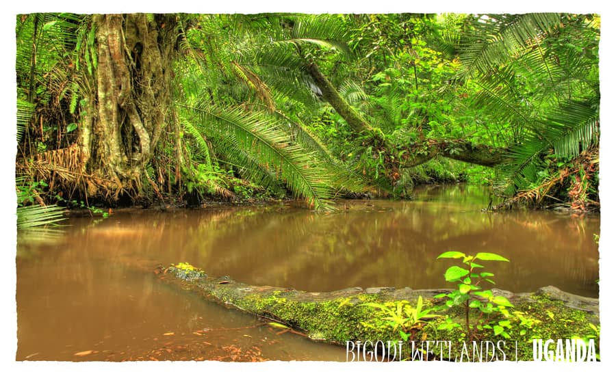Jungle River Bigodi Wetlands Sanctuary swamp walk KAFRED