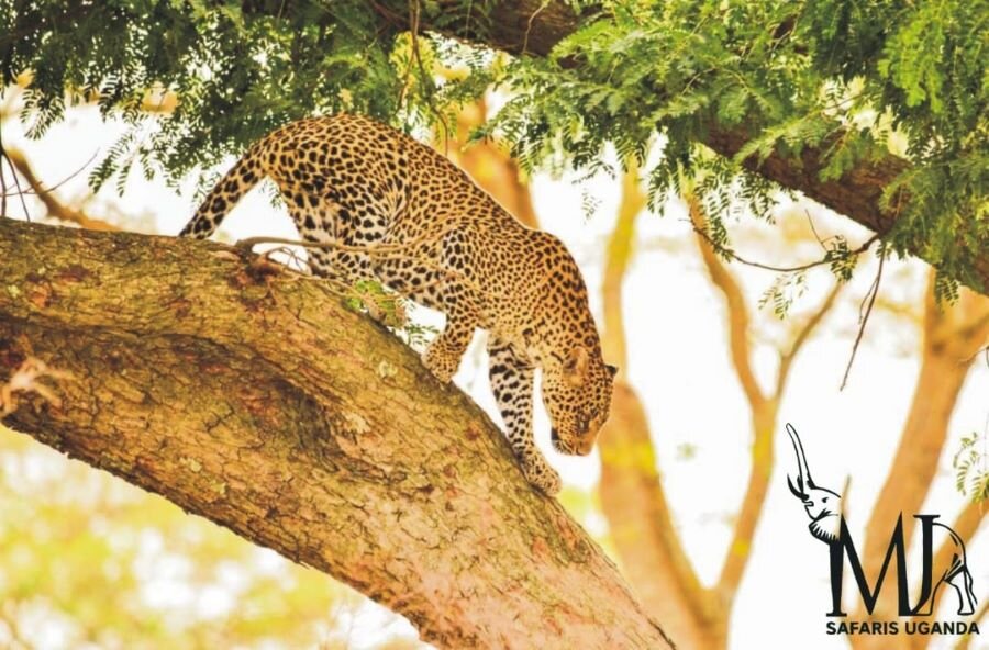 Leopard in tree. Courtesy MJ Safaris Uganda. PHOTO Peter Hogel