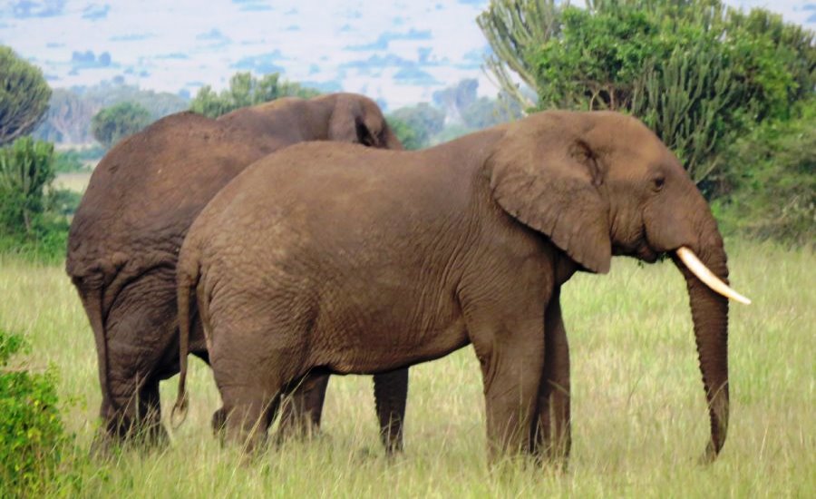 One Village Tours and Travel Uganda. elephants