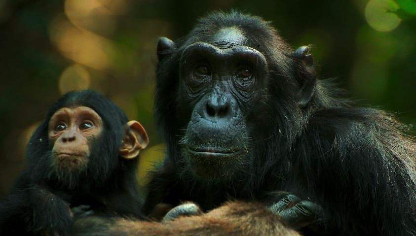 Chimp Empire Netflix documentary filmed Ngogo, Kibale Forest Uganda ft